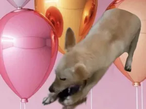 Cachorro raça SRD-ViraLata idade  nome Rex porte Pequeno 