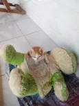 Shupita