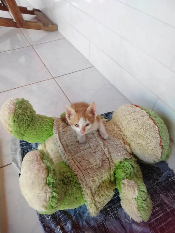 Gato ra a De rua idade 2 a 6 meses nome Shupita