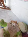 Shupita
