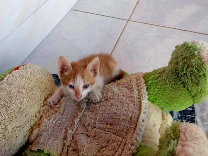 Gato ra a De rua idade 2 a 6 meses nome Shupita