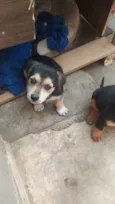 Dudu e Didi