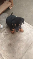 Dudu  e Didi 
