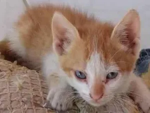 Gato raça De rua idade 2 a 6 meses nome Shupita