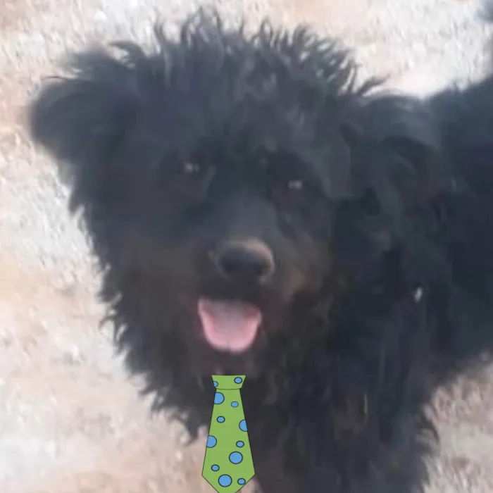 Cachorro ra a Poodle  idade 7 a 11 meses nome Spike 