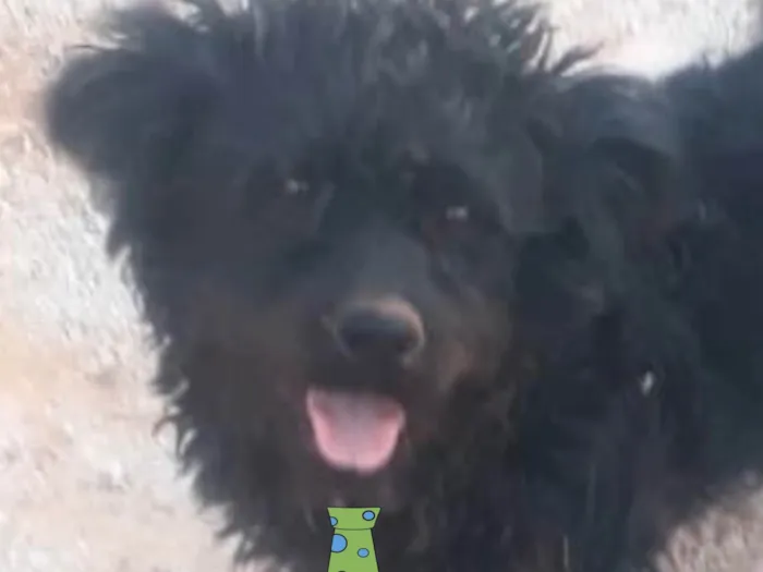 Cachorro ra a Poodle  idade 7 a 11 meses nome Spike 