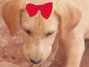 Cachorro raça Mestica  idade 7 a 11 meses nome Cacau 