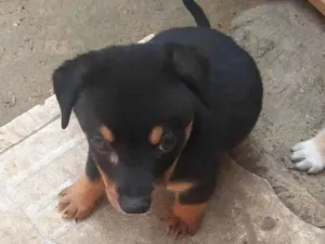 Cachorro raça SRD-ViraLata idade Abaixo de 2 meses nome Dudu  e Didi 