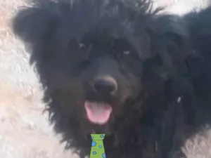 Cachorro raça Poodle  idade 7 a 11 meses nome Spike 