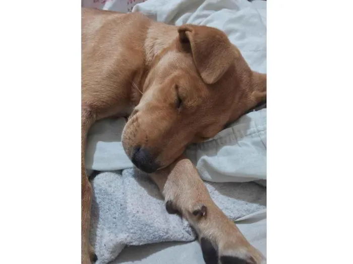 Cachorro ra a vira lata  idade 2 a 6 meses nome sem nome