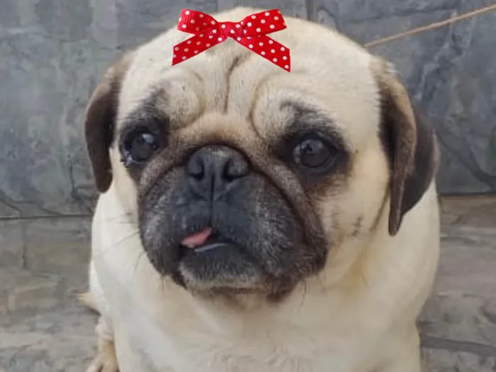 Cachorro ra a Pug  idade 7 a 11 meses nome Sofia 
