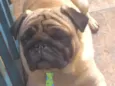 Boris 