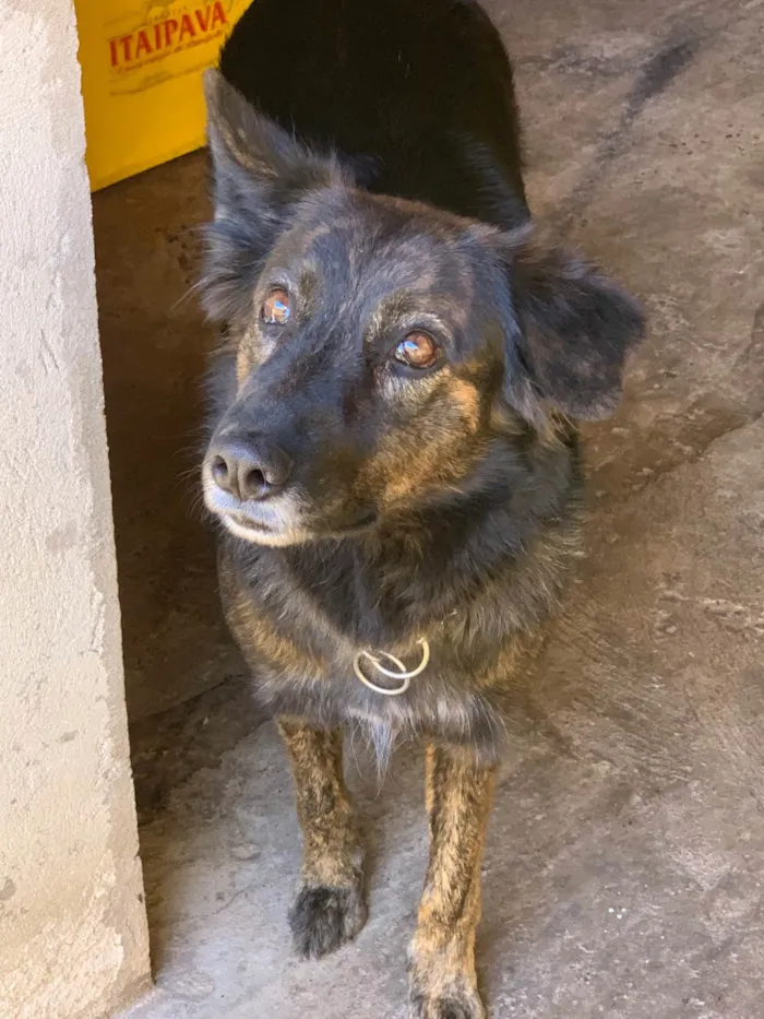 Cachorro ra a SRD-ViraLata idade 3 anos nome Aisha