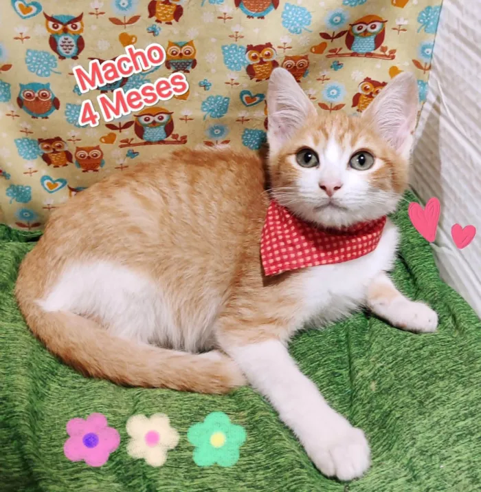 Gato ra a SRD-ViraLata idade 2 a 6 meses nome Will