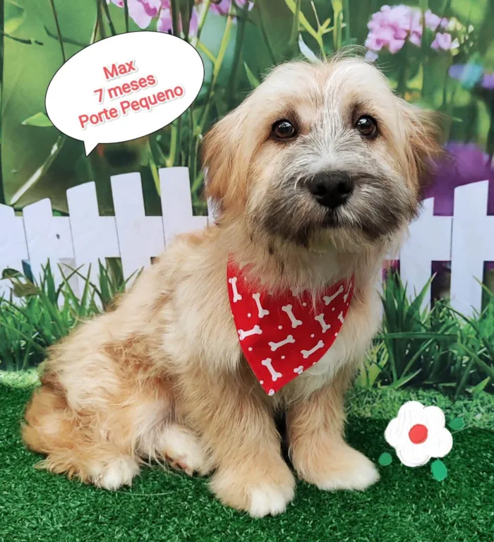 Cachorro ra a SRD-ViraLata idade 7 a 11 meses nome Max 