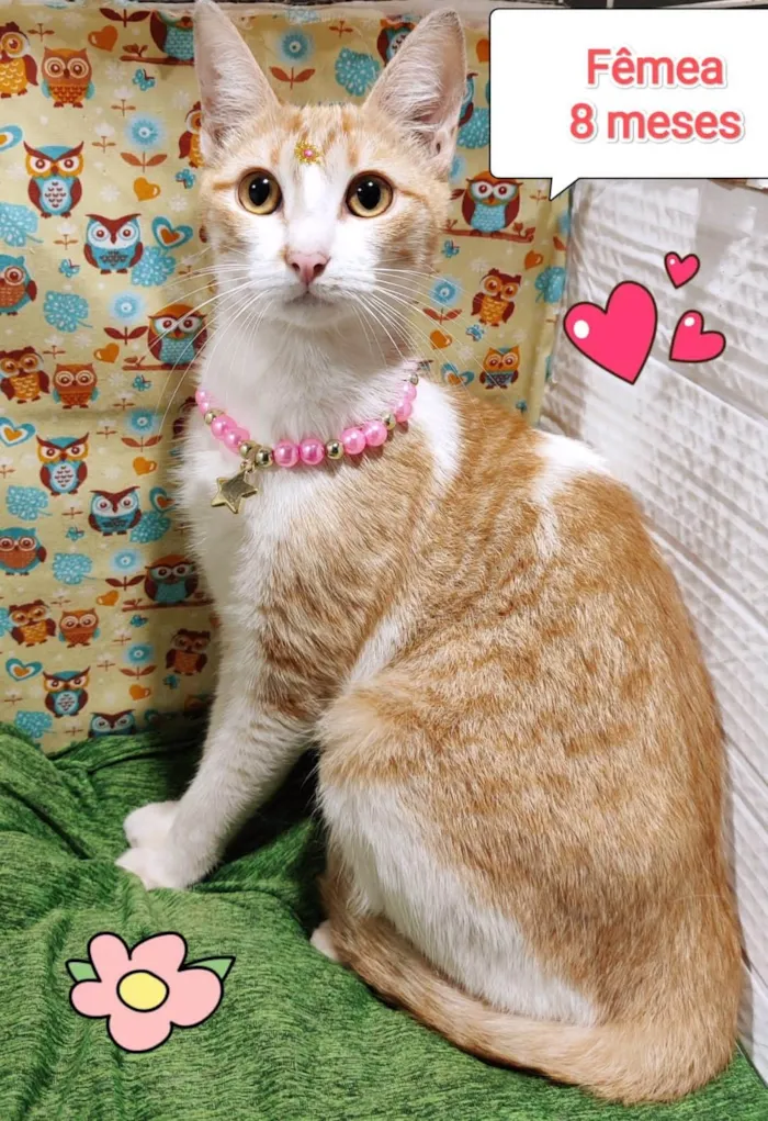 Gato ra a SRD-ViraLata idade 7 a 11 meses nome Princesa 