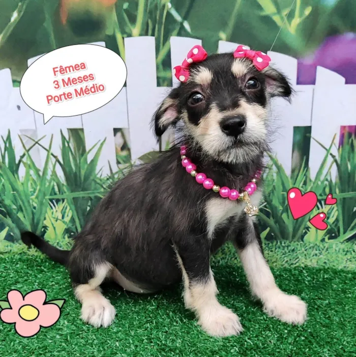 Cachorro ra a SRD-ViraLata idade 2 a 6 meses nome Lua