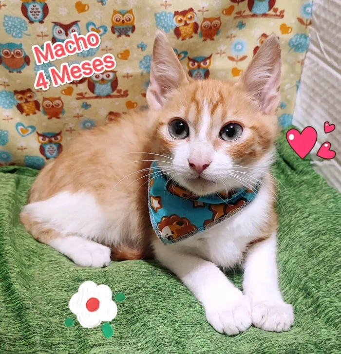 Gato ra a SRD-ViraLata idade 2 a 6 meses nome Thor