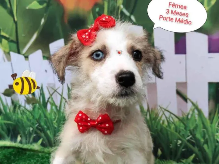 Cachorro ra a SRD-ViraLata idade 2 a 6 meses nome Priscila 