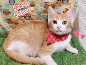 Gato raça SRD-ViraLata idade 2 a 6 meses nome Will