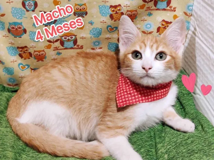 Gato ra a SRD-ViraLata idade 2 a 6 meses nome Will