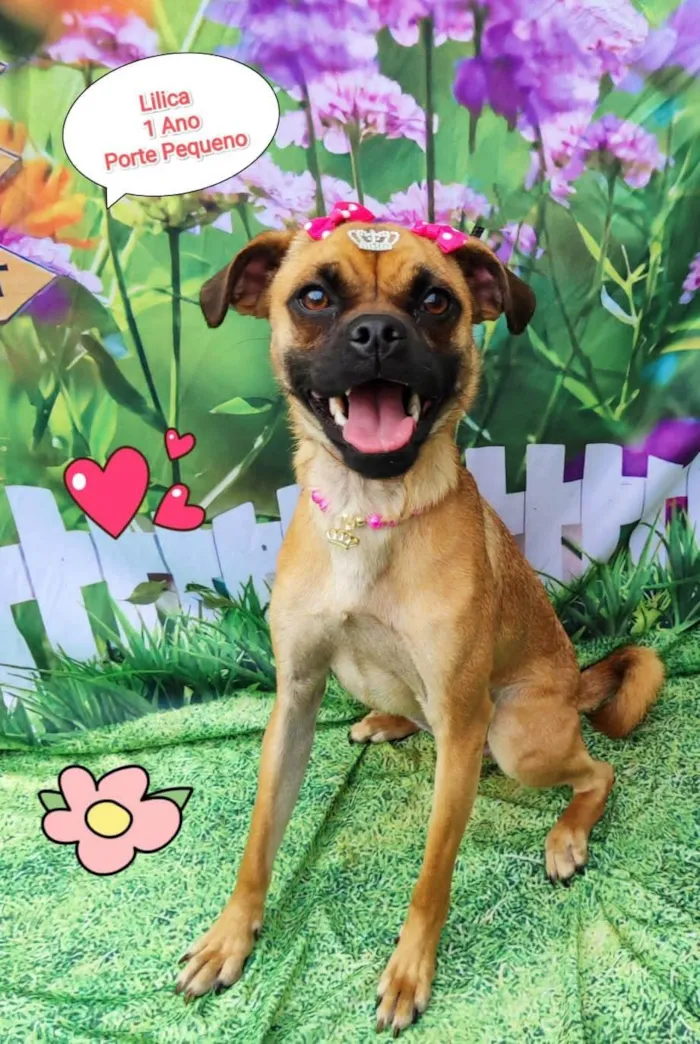 Cachorro ra a SRD-ViraLata idade 1 ano nome Lilica