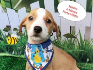 Cachorro raça SRD-ViraLata idade 2 a 6 meses nome Pedro