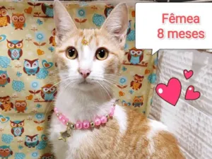 Gato raça SRD-ViraLata idade 7 a 11 meses nome Princesa 