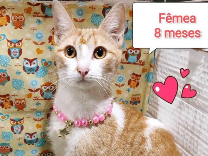 Gato ra a SRD-ViraLata idade 7 a 11 meses nome Princesa 