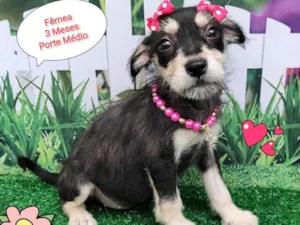 Cachorro raça SRD-ViraLata idade 2 a 6 meses nome Lua