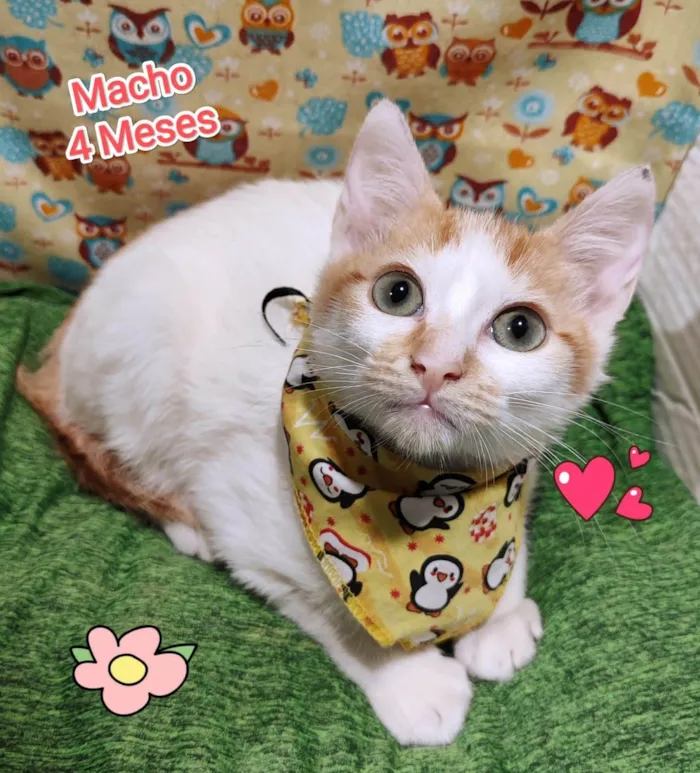 Gato ra a SRD-ViraLata idade 2 a 6 meses nome Peludo
