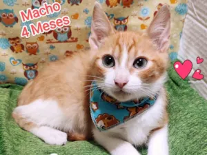 Gato raça SRD-ViraLata idade 2 a 6 meses nome Thor