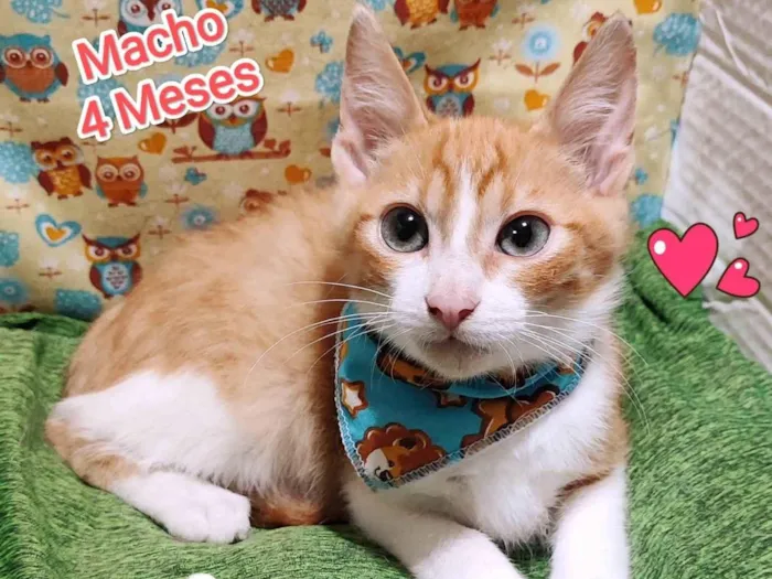 Gato ra a SRD-ViraLata idade 2 a 6 meses nome Thor