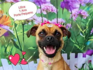 Cachorro raça SRD-ViraLata idade 1 ano nome Lilica