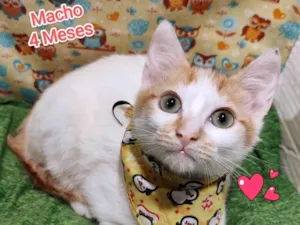 Gato raça SRD-ViraLata idade 2 a 6 meses nome Peludo