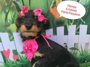 Cachorro raça SRD-ViraLata idade 2 a 6 meses nome Bea