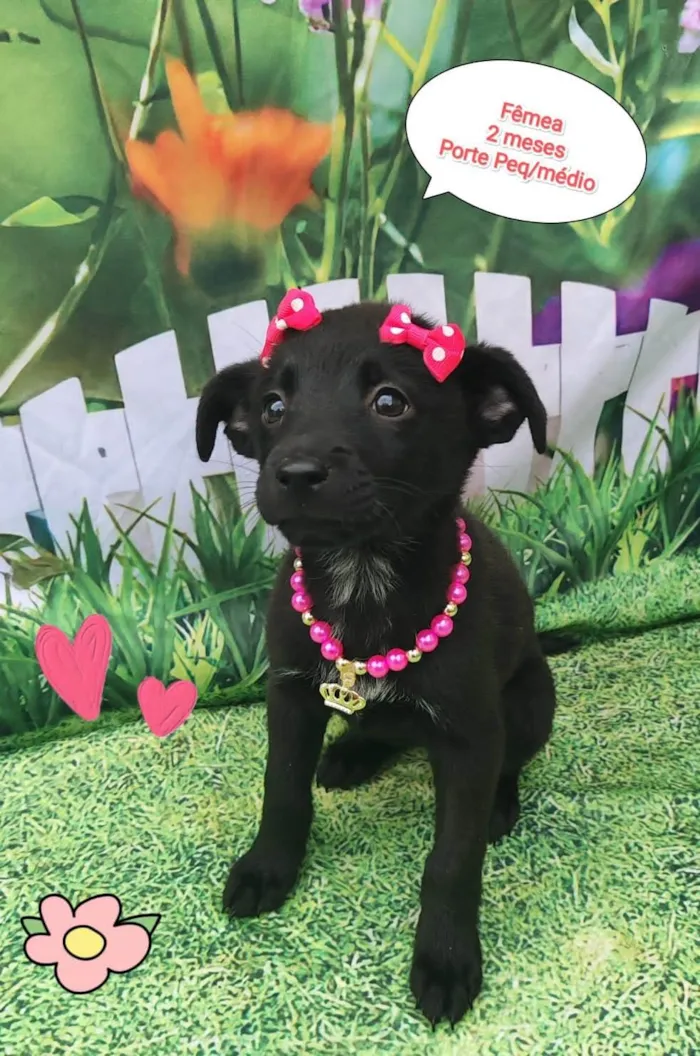 Cachorro ra a SRD-ViraLata idade 2 a 6 meses nome Tiara 