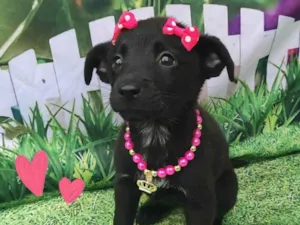 Cachorro raça SRD-ViraLata idade 2 a 6 meses nome Tiara 