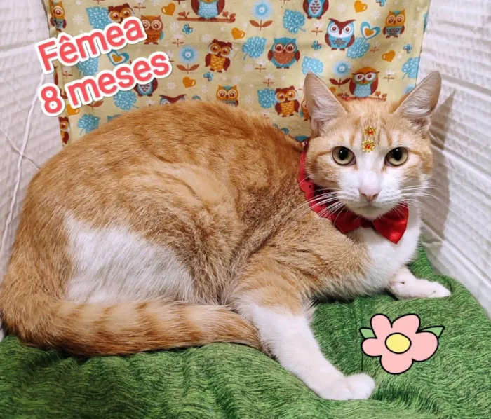 Gato ra a SRD-ViraLata idade 7 a 11 meses nome Cristal 