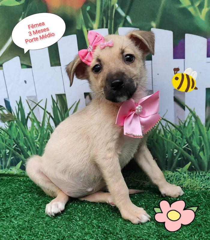 Cachorro ra a SRD-ViraLata idade 2 a 6 meses nome Diana 