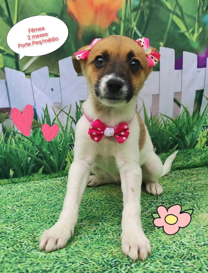 Cachorro ra a SRD-ViraLata idade 2 a 6 meses nome Lisy