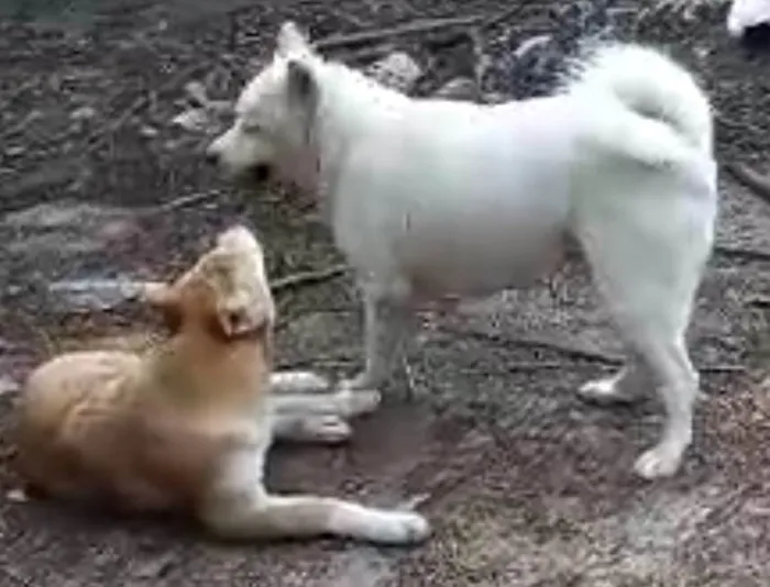 Cachorro ra a Akita idade 2 anos nome Nikita