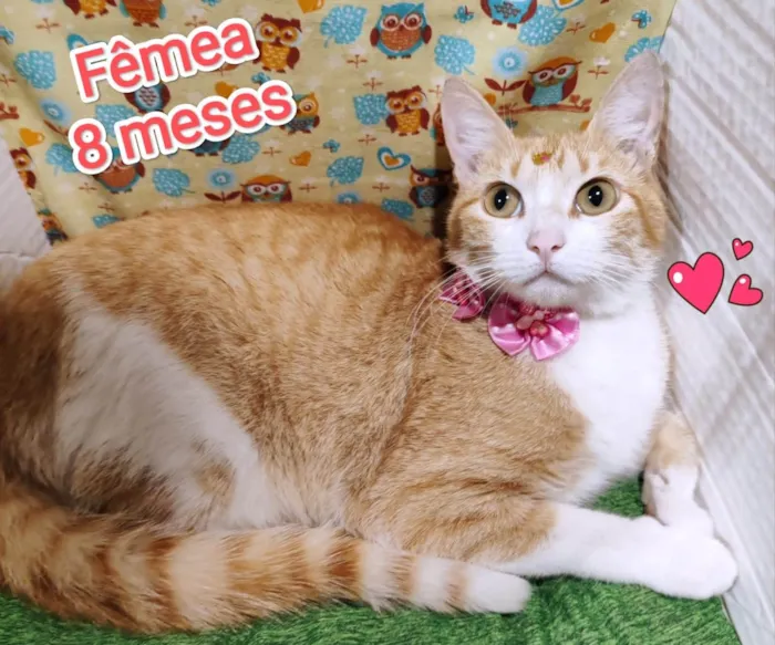Gato ra a SRD-ViraLata idade 7 a 11 meses nome Pérola 