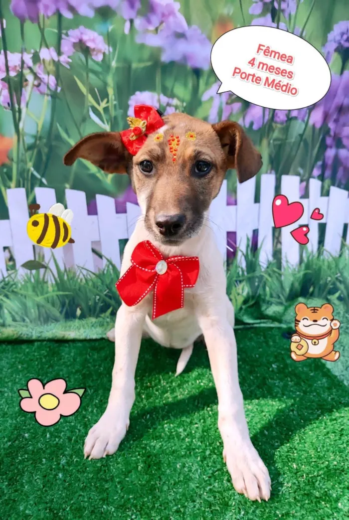 Cachorro ra a SRD-ViraLata idade 2 a 6 meses nome Girassol 