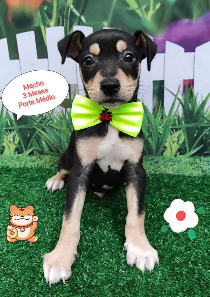 Cachorro ra a SRD-ViraLata idade 2 a 6 meses nome Flash 
