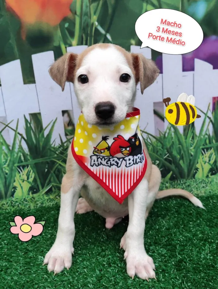 Cachorro ra a SRD-ViraLata idade 2 a 6 meses nome Dico