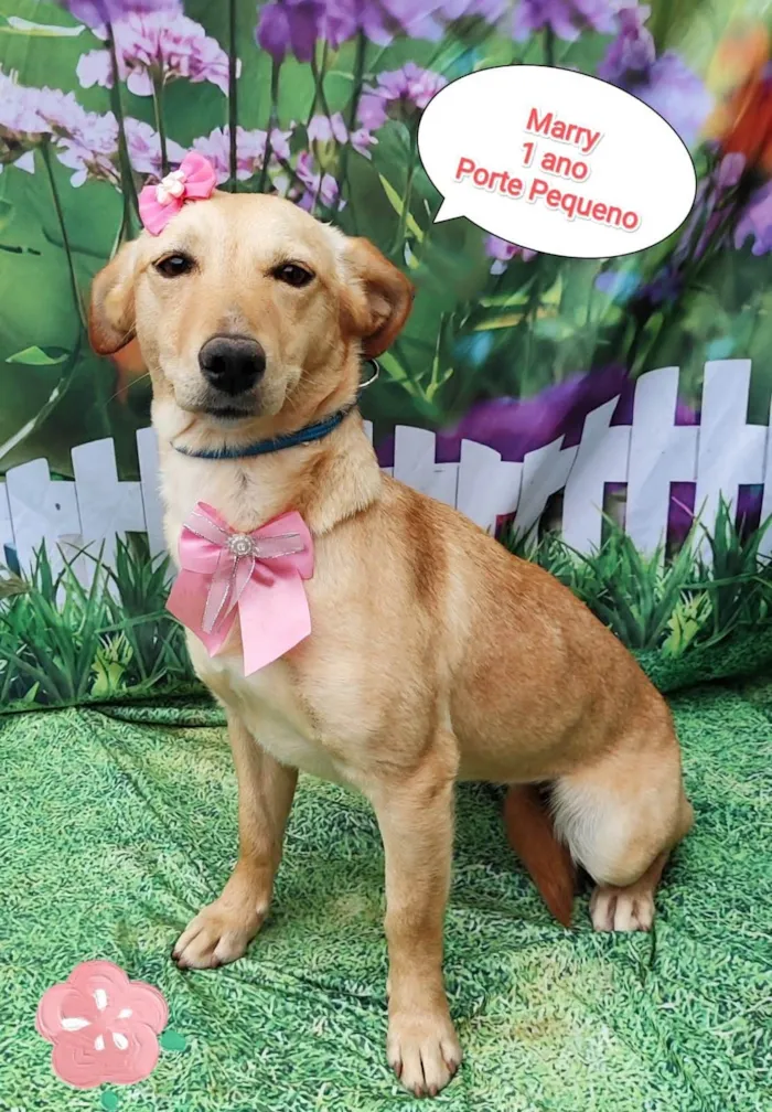 Cachorro ra a SRD-ViraLata idade 1 ano nome Marry 
