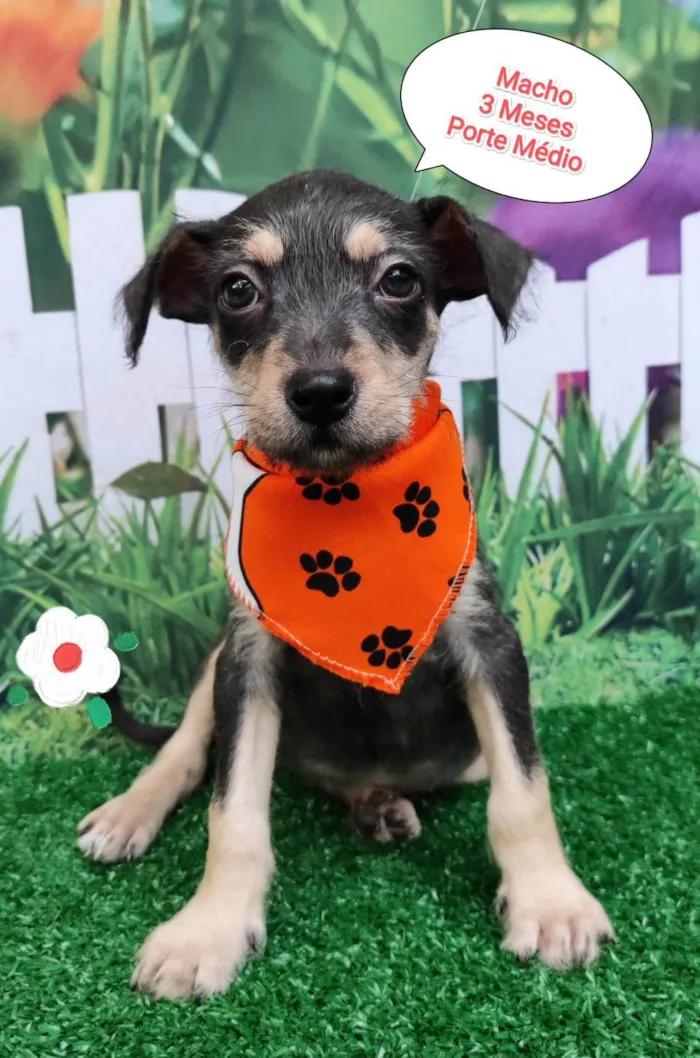 Cachorro ra a SRD-ViraLata idade 2 a 6 meses nome Capitão 