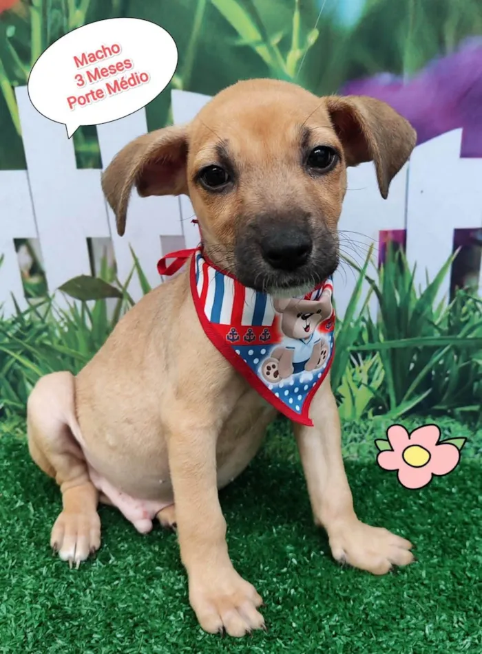 Cachorro ra a SRD-ViraLata idade 2 a 6 meses nome Men