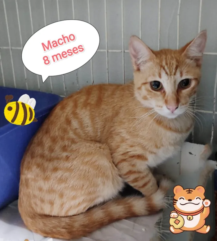 Gato ra a SRD-ViraLata idade 7 a 11 meses nome Andre